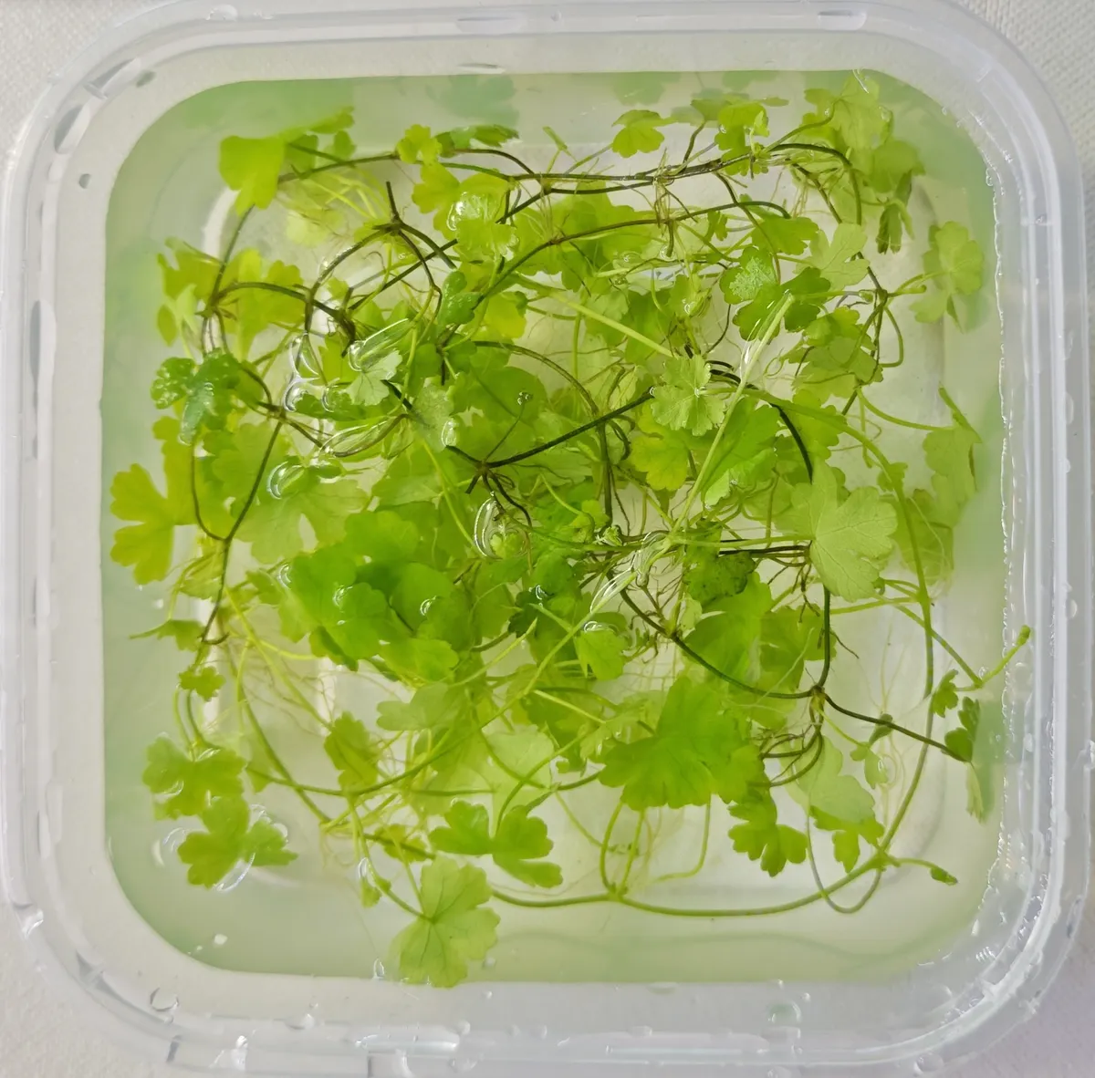 Hydrocotyle Tripartita – Image 2
