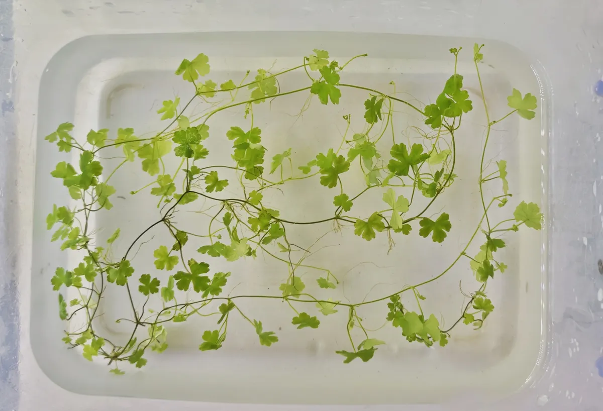 Hydrocotyle Tripartita