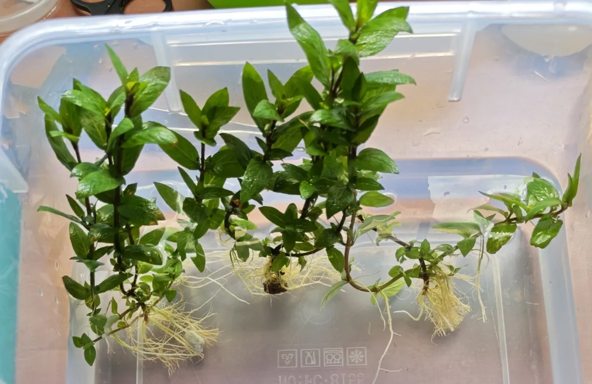 Staurogyne repens – Image 5