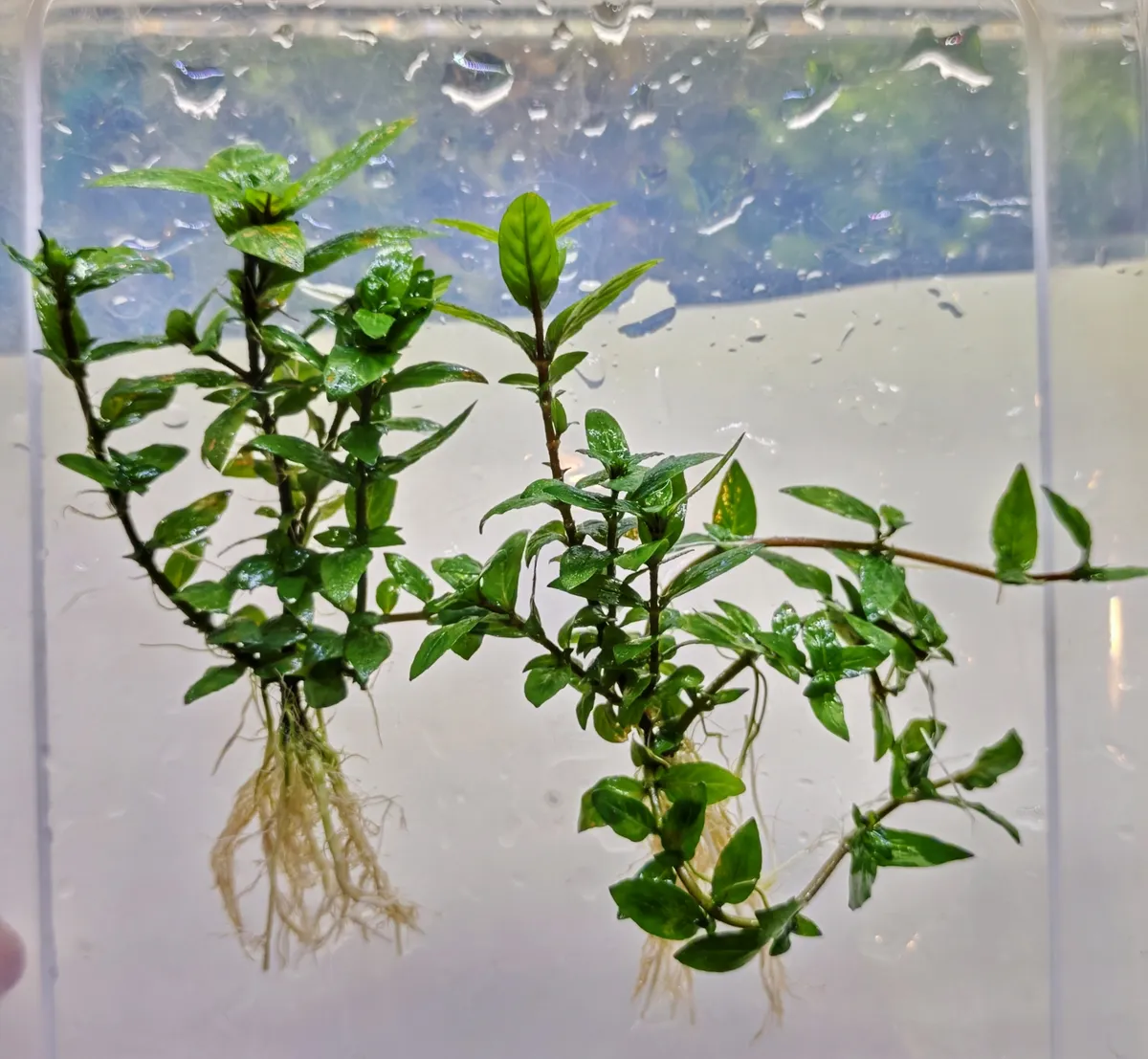 Staurogyne repens – Image 4