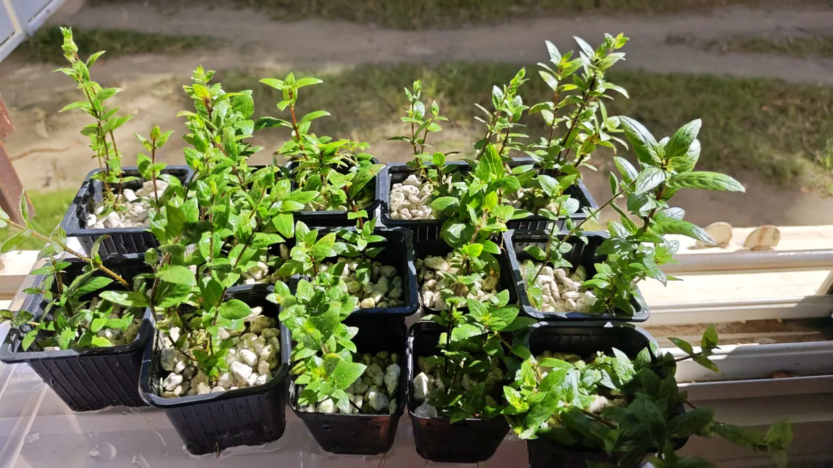 Staurogyne repens – Image 3