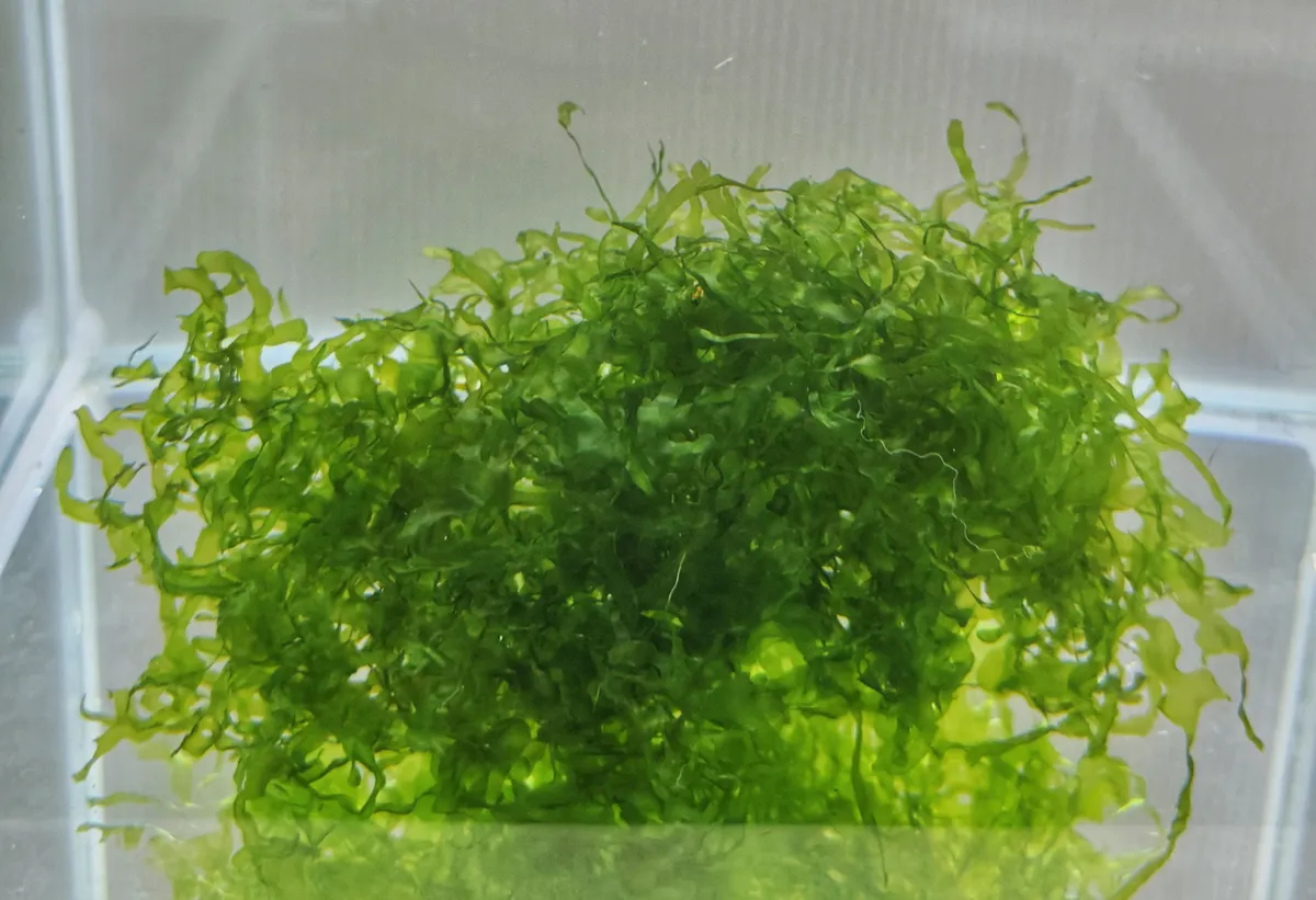 Lomariopsis cf. lineata - Subwassertang – Image 2