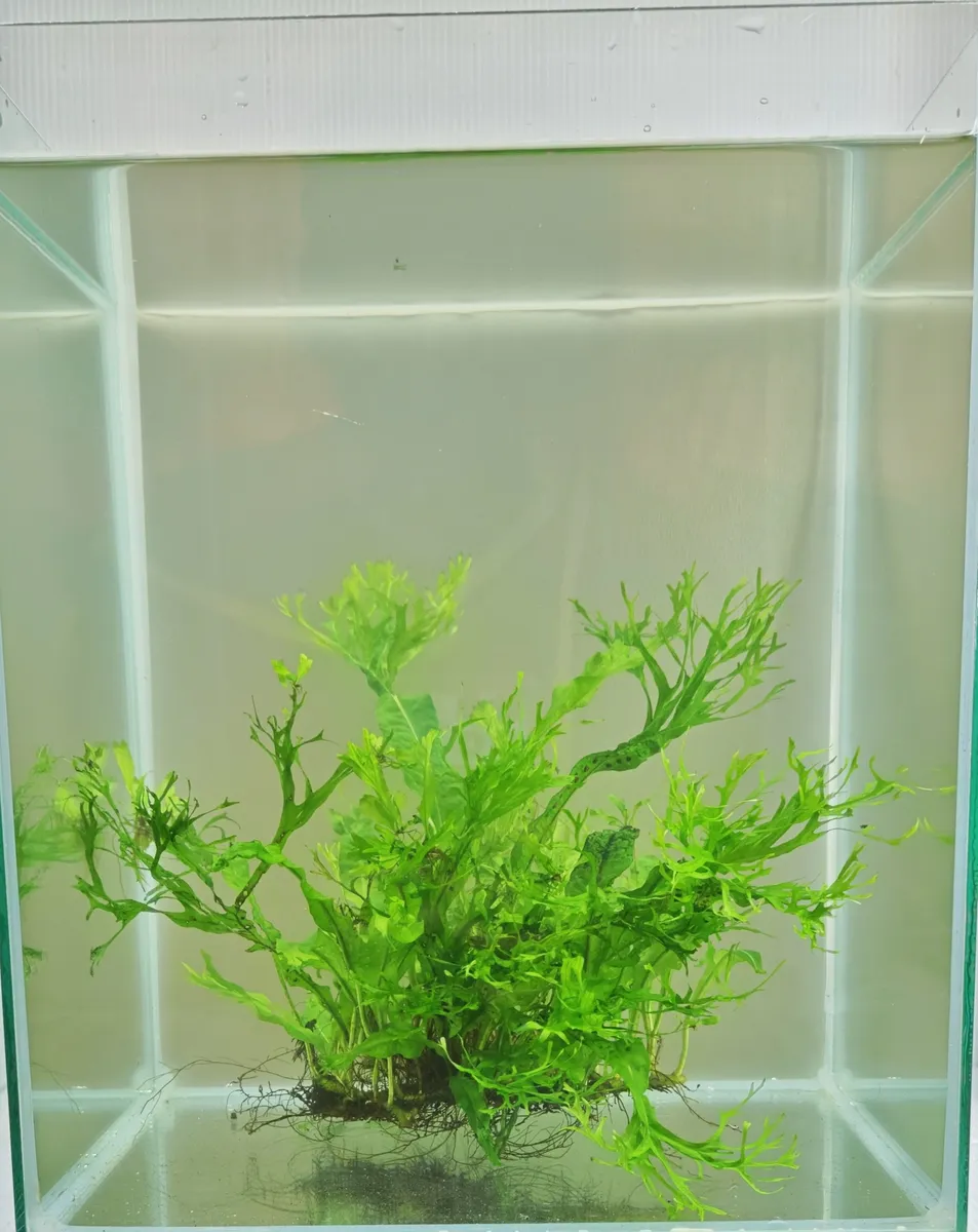 Microsorum pteropus ‘Windelov’ – Image 4