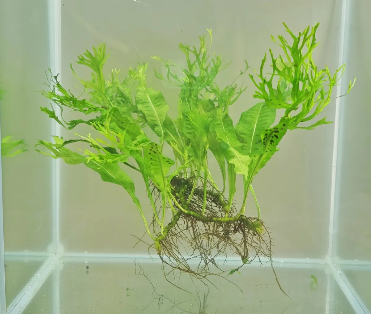 Microsorum pteropus ‘Windelov’