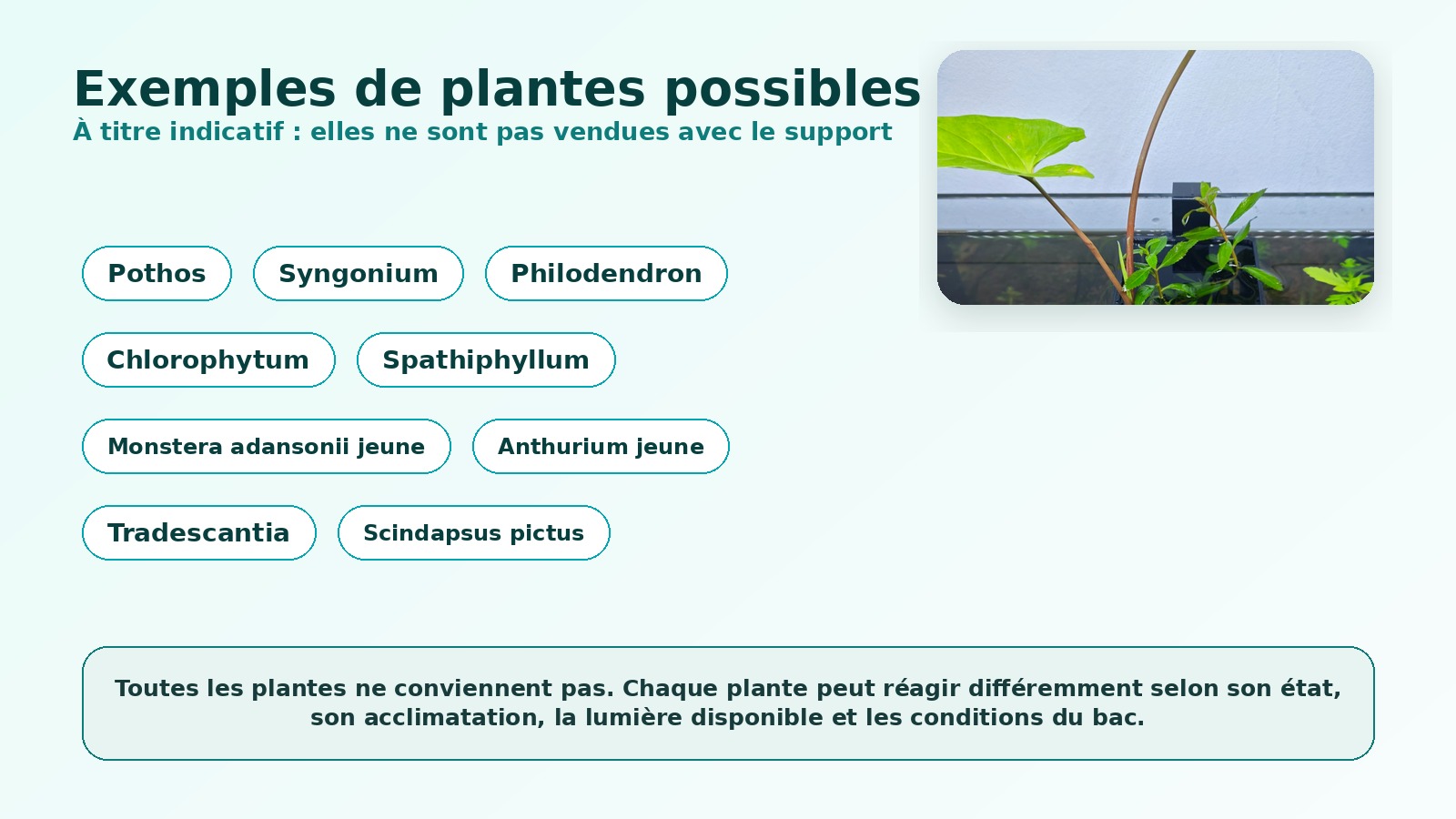 Exemples de plantes possibles pour utilisation en riparium aquarium pothos syngonium philodendron chlorophytum Passion Plantes NC