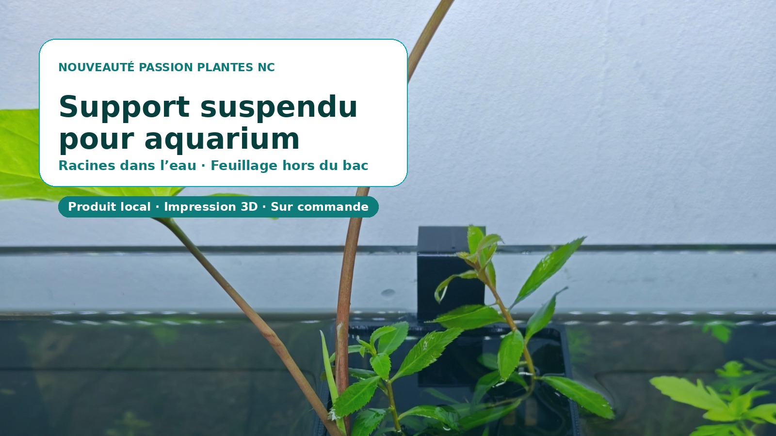 Support suspendu pour aquarium Passion Plantes NC avec racines dans l’eau et feuillage hors du bac