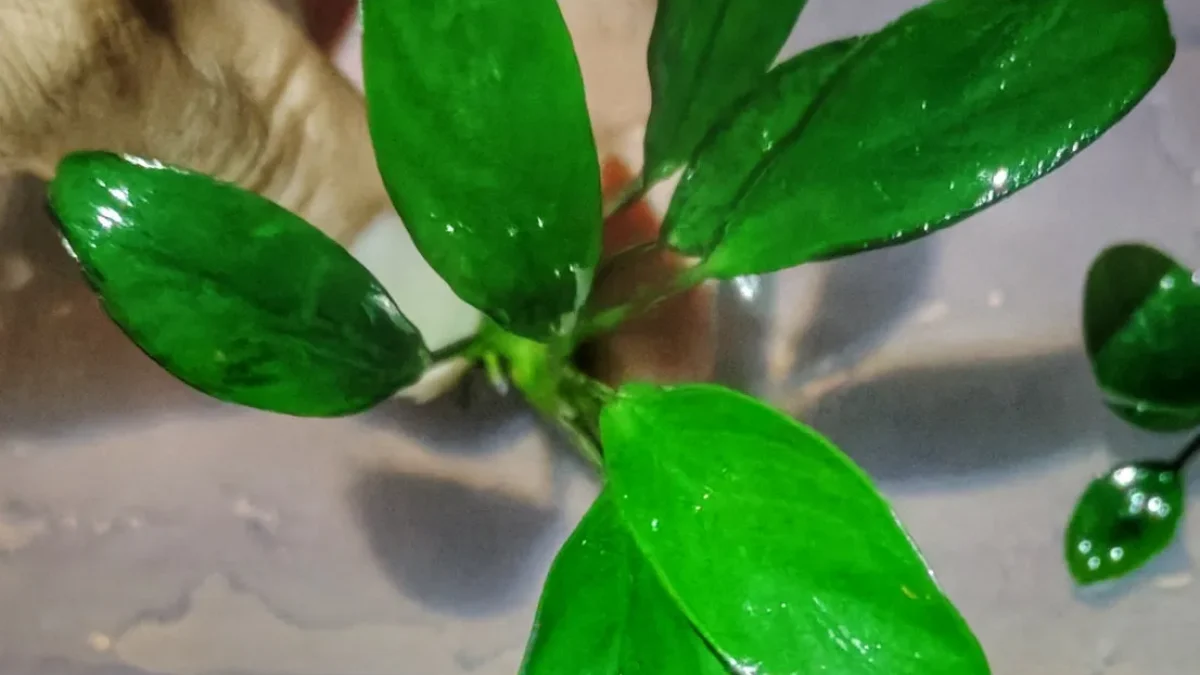 Anubia-lanceolata-passionplantesnc-01