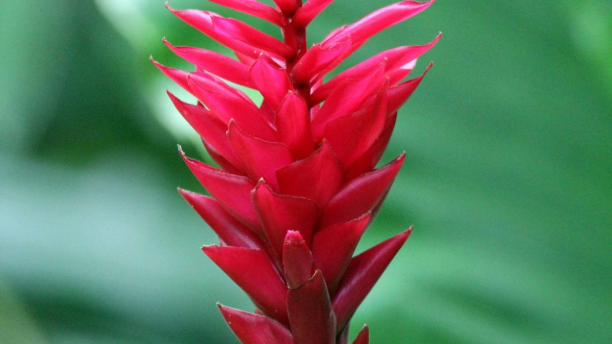 Gingembre Rouge - fleure